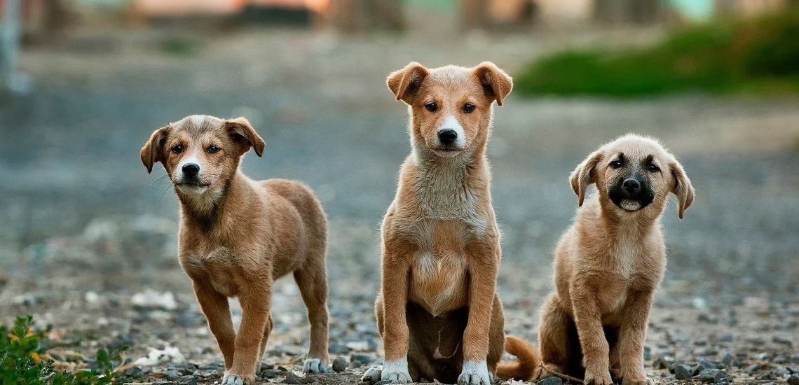 dogs-984015_1920