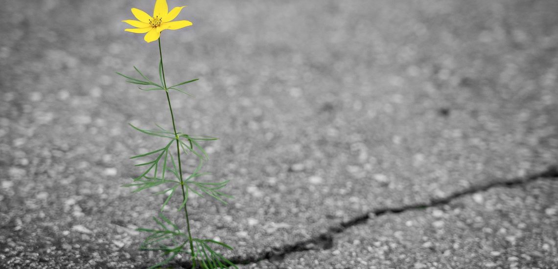 flower-ga70c9c6f4_1920