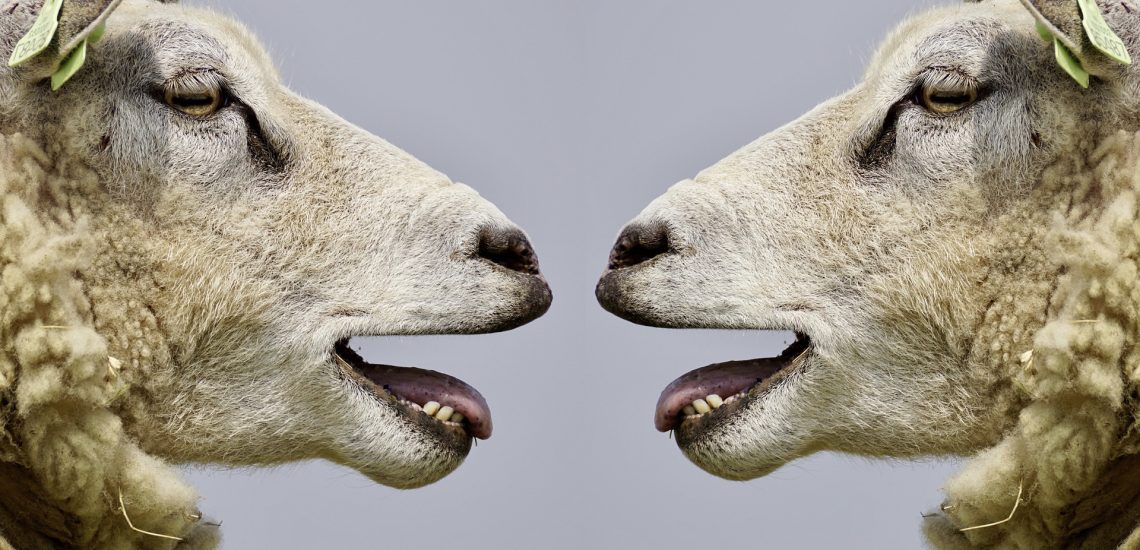 sheep-gbe9e2dd74_1920